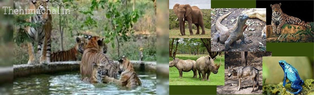 Bankhandi zoo : बनखंडी चिडिय़ाघर में वन्य प्राणियों के अनुकूल बनेगा मौसम