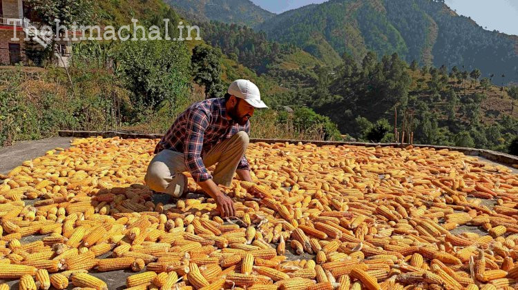 प्रदेश में प्राकृतिक खेती को बढ़ावा देने के लिए किसानों की मेहनत और सरकार के प्रोत्साहन से सकारात्मक परिणाम सामने आ रहे हैं