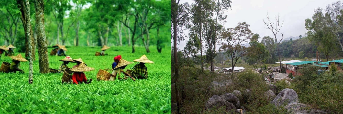 पालमपुर: हिमाचल प्रदेश का एक प्रमुख वृक्षारोपण केंद्र