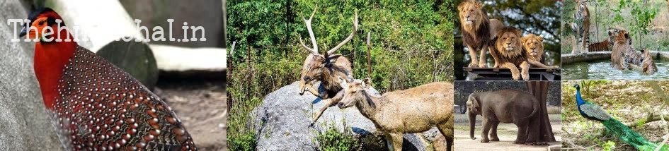 श्रीरेणुकाजी चिड़ियाघर के बेजुबानों को गोद लेंगे लोग