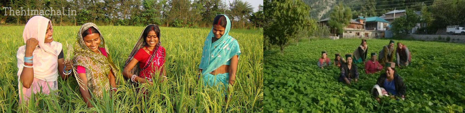 role-of-women-in-agriculture-horticulture-forestry