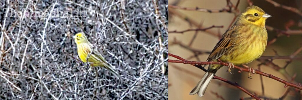 kinnaur-chitkul-rare-yellow-hammer-bird-discovered