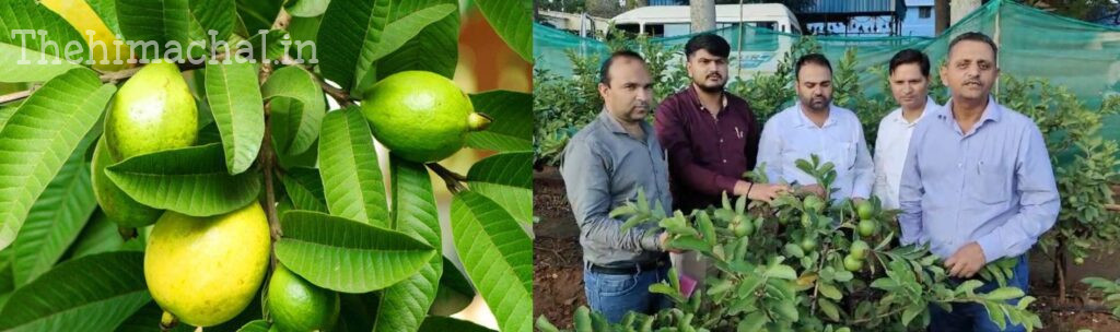 bangalore-scientists-develop-three-new-guava-varieties-in-himachal