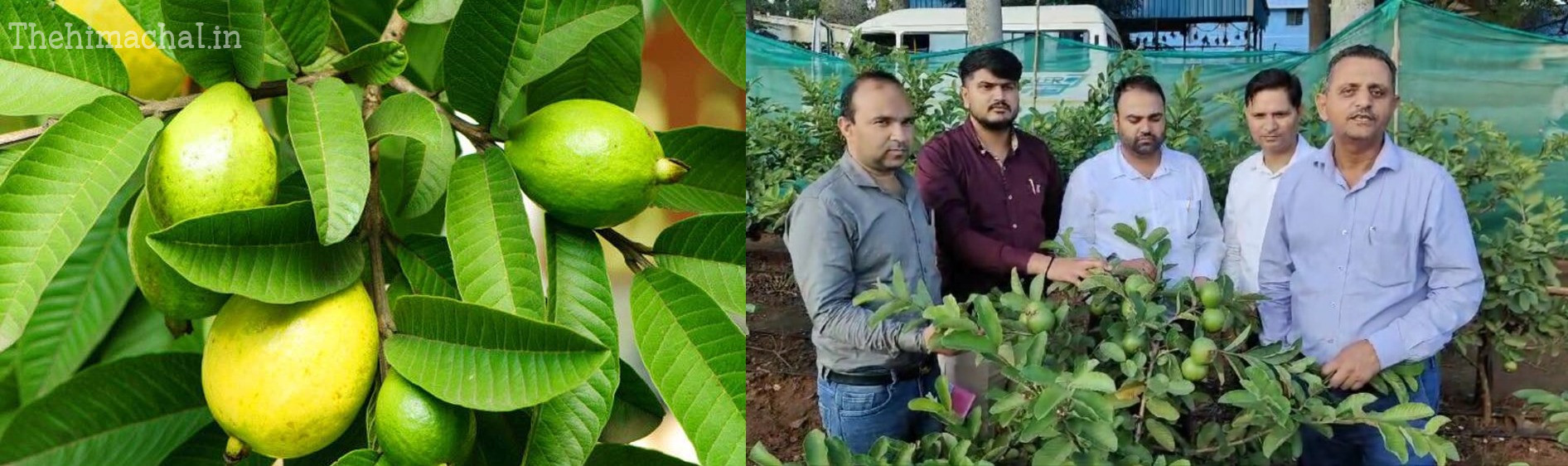 bangalore-scientists-develop-three-new-guava-varieties-in-himachal