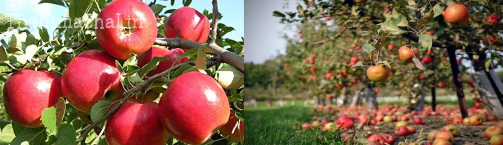 apple-grade-plants-himachal-farmers-200-500