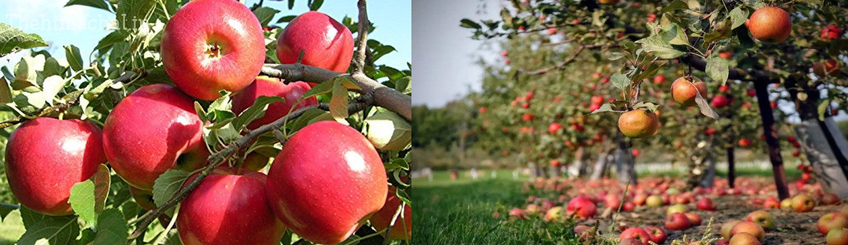 apple-grade-plants-himachal-farmers-200-500