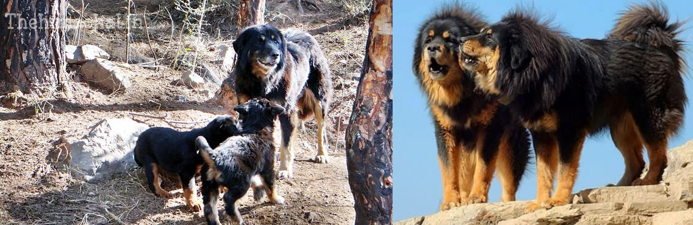 gaddi-dog-first-registered-breed-himalayan-region