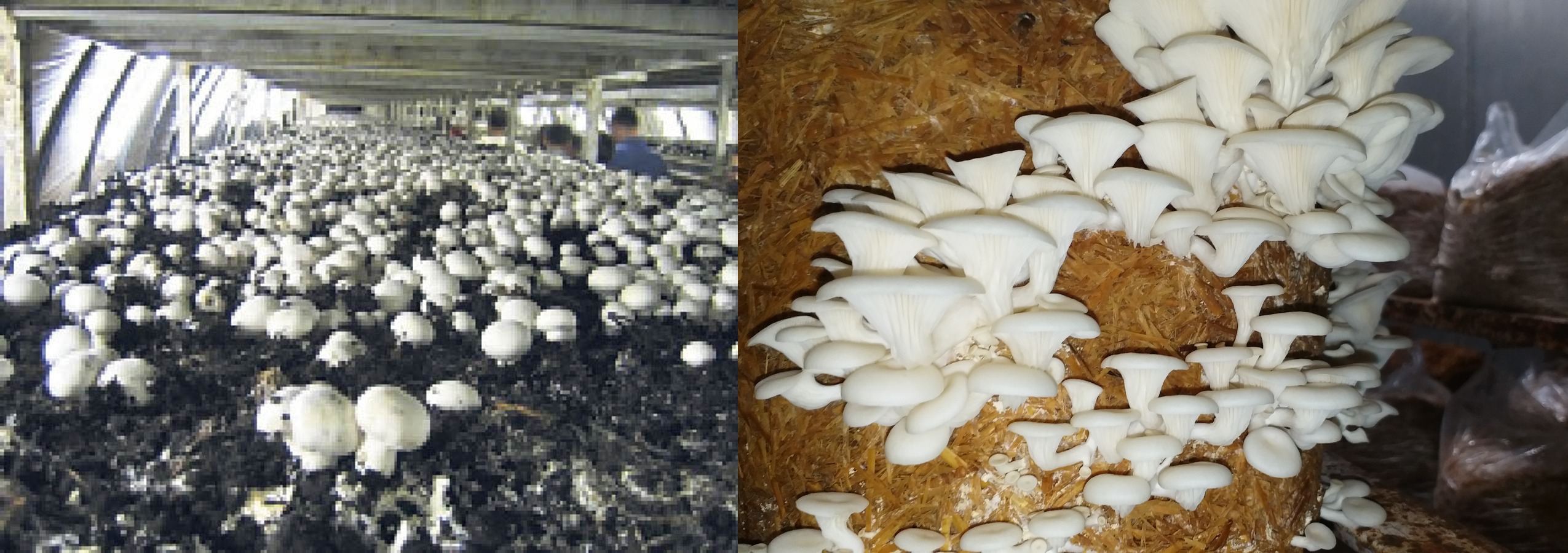 mushroom-production-wet-bubble-disease-safety-tips