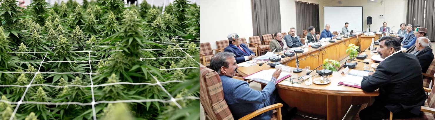 himachal-hemp-cultivation-research-cabinet-approval