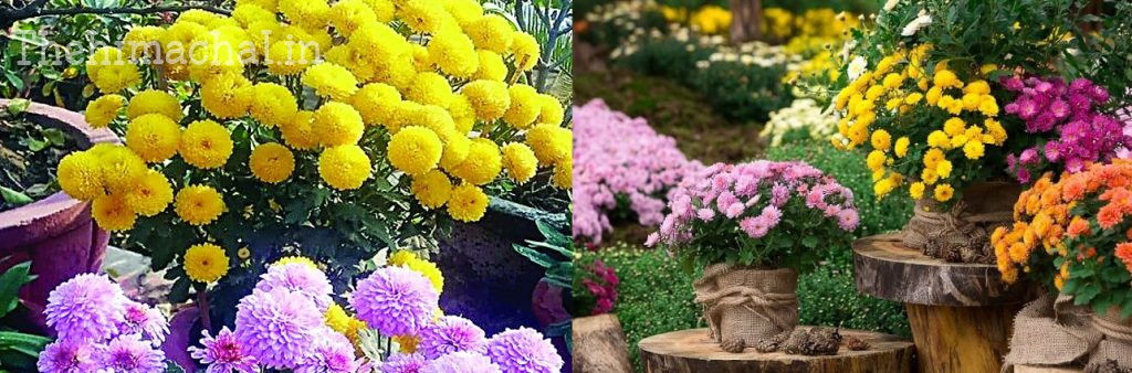 grow-beautiful-chrysanthemum-in-pots-easy-tips