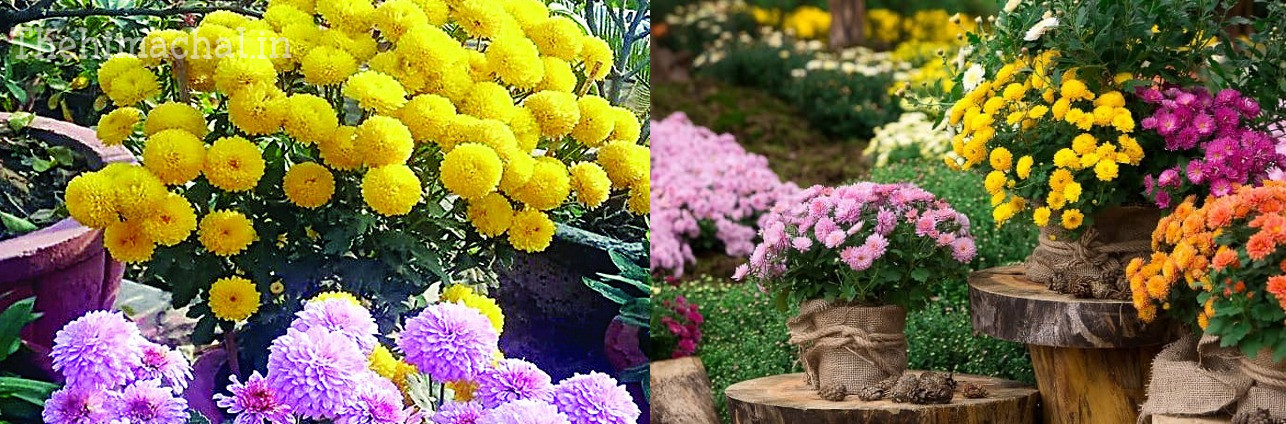 grow-beautiful-chrysanthemum-in-pots-easy-tips