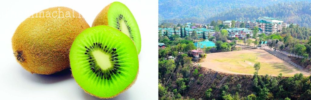 kiwi-cultivation-cold-regions-nauni-university-rare-variety