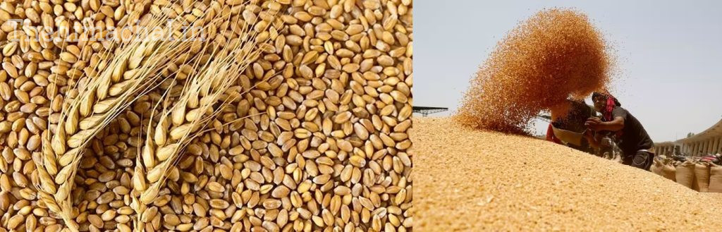 himachal-wheat-purchase-starts-april-2024