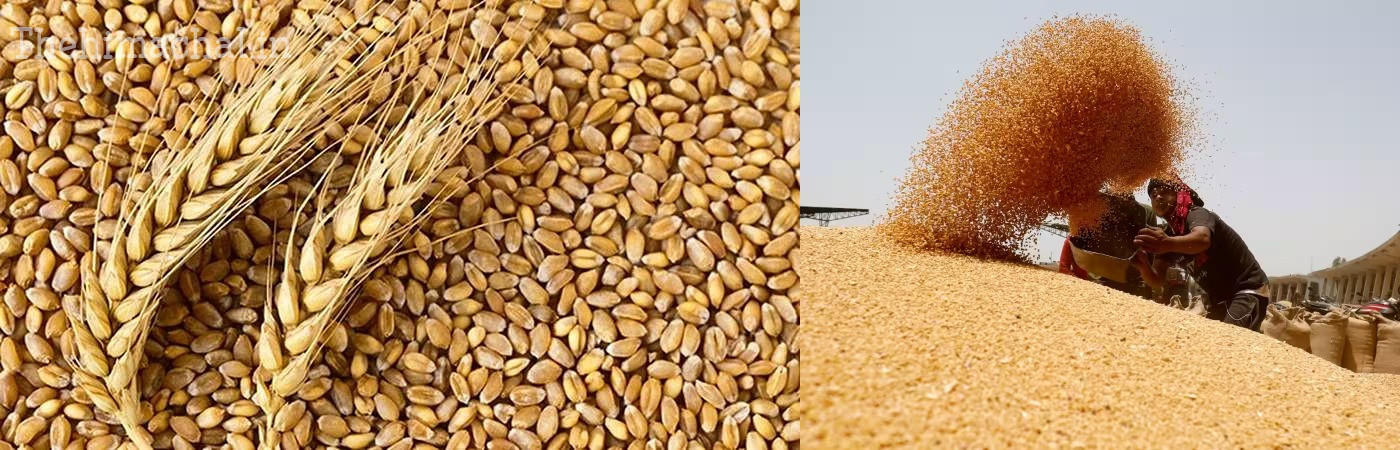 himachal-wheat-purchase-starts-april-2024