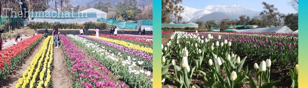 palampur-ihbt-tulip-garden-inauguration-tourism-boost