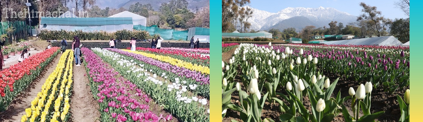 palampur-ihbt-tulip-garden-inauguration-tourism-boost