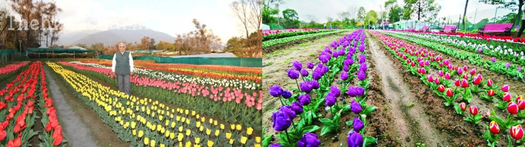 palampur-tulip-garden-50000-flowers-seven-varieties