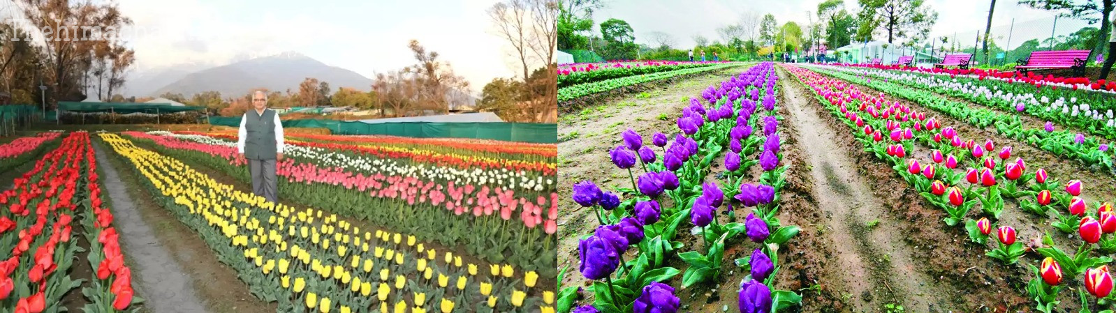 palampur-tulip-garden-50000-flowers-seven-varieties