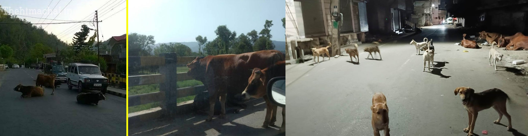 कांगड़ा में आवारा पशुओं का उत्पात, 3 गाड़ियां क्षतिग्रस्त