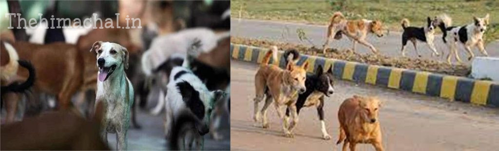 jhanduta-stray-dogs-attack-10-injured-locals-in-fear