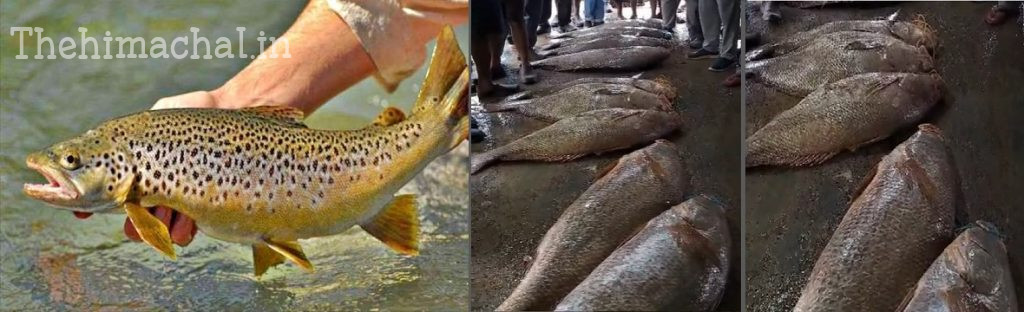 ullu-illegal-fish-sale-action-3500-rupees-fine