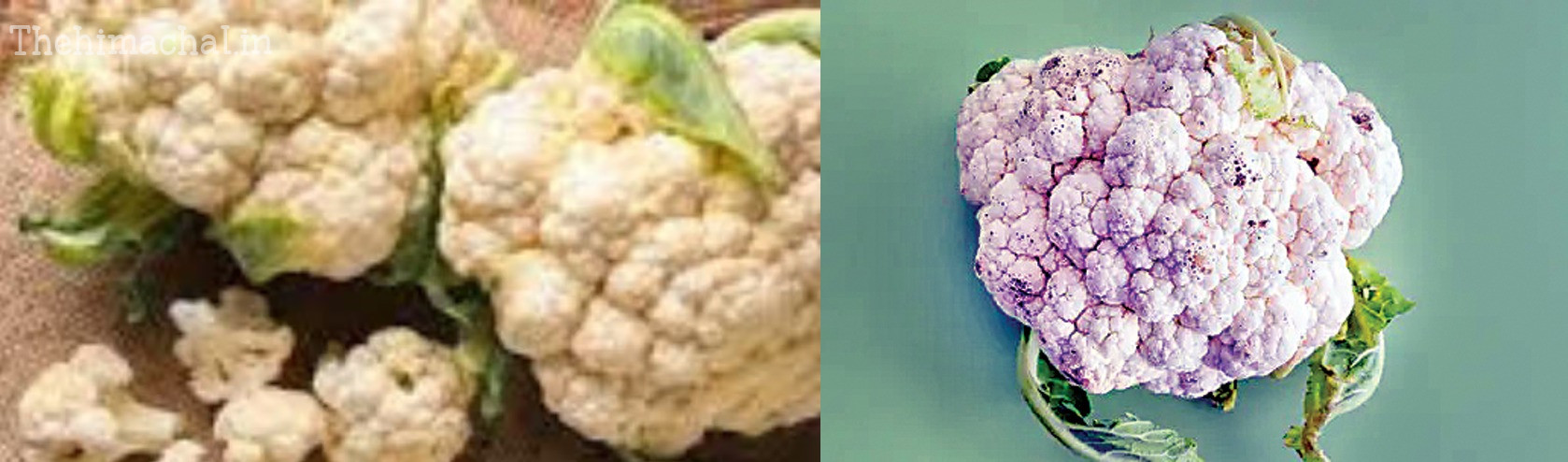 hamirpur-toxic-cauliflower-sample-failed-health-risk