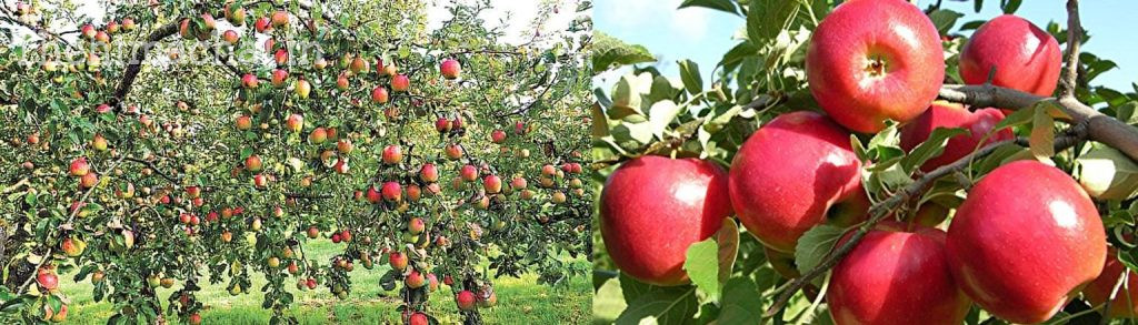 himachal-apple-concentrate-export-to-usa