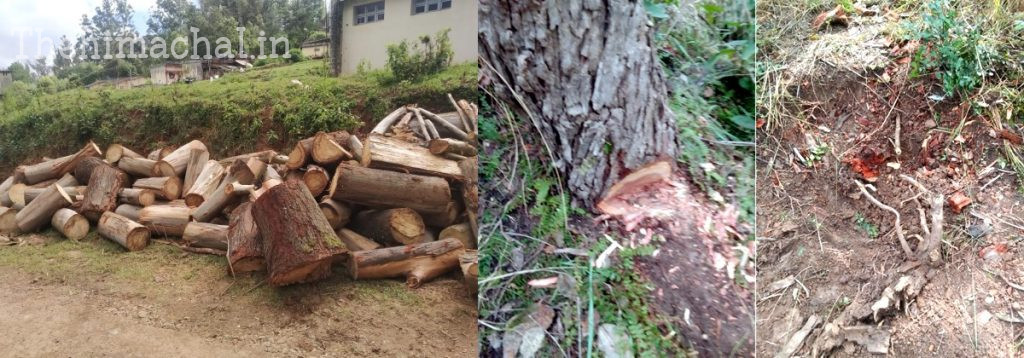 una-news-illegal-tree-cutting-raid-in-thanakalan