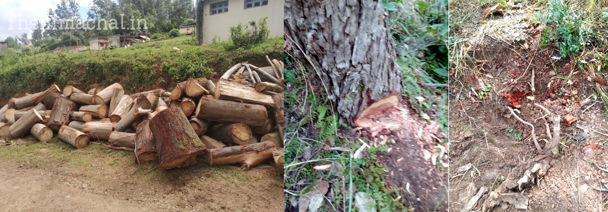 una-news-illegal-tree-cutting-raid-in-thanakalan